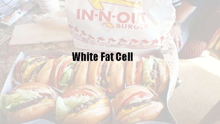 White Fat Cell 