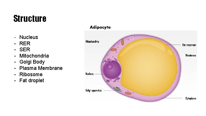 Structure - Nucleus RER SER Mitochondria Golgi Body Plasma Membrane Ribosome Fat droplet 