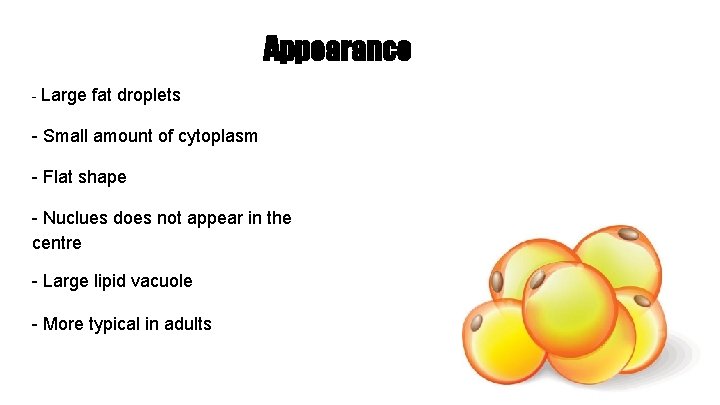 Appearance - Large fat droplets - Small amount of cytoplasm - Flat shape -