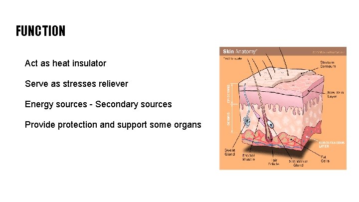 FUNCTION Act as heat insulator Serve as stresses reliever Energy sources - Secondary sources