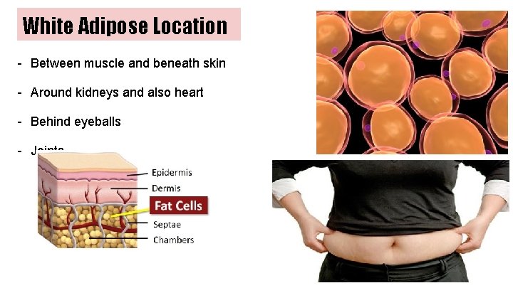 White Adipose Location - Between muscle and beneath skin - Around kidneys and also