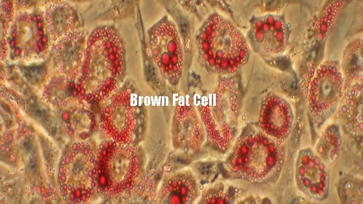 Brown Fat Cell 