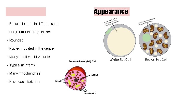 Appearance - Fat droplets but in different size - Large amount of cytoplasm -