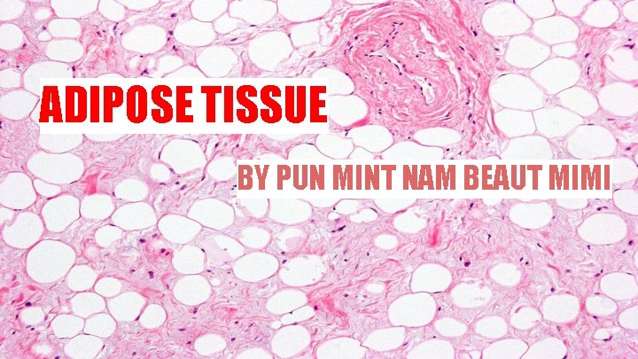 ADIPOSE TISSUE BY PUN MINT NAM BEAUT MIMI 