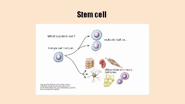 Stem cell 