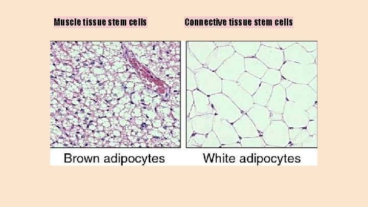 Muscle tissue stem cells Connective tissue stem cells 