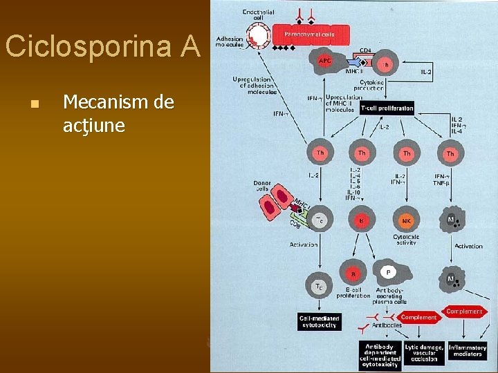 Ciclosporina A n Mecanism de acţiune 