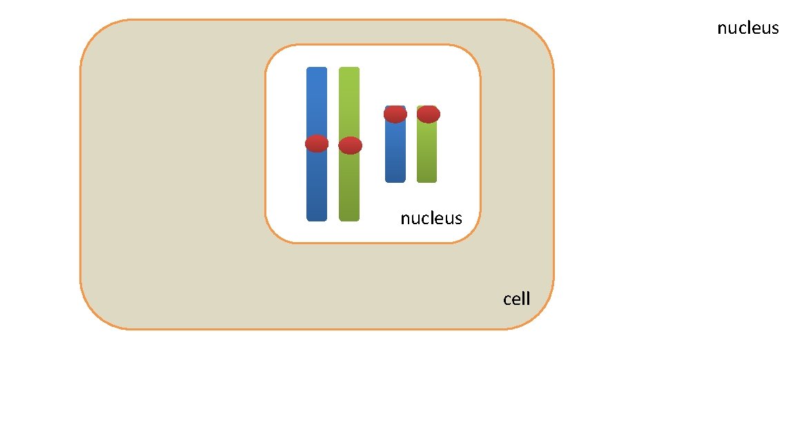 nucleus cell 