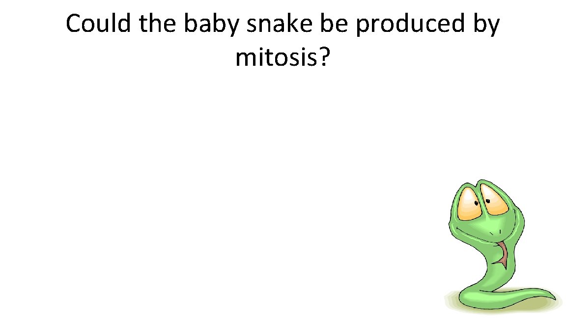 Could the baby snake be produced by mitosis? 