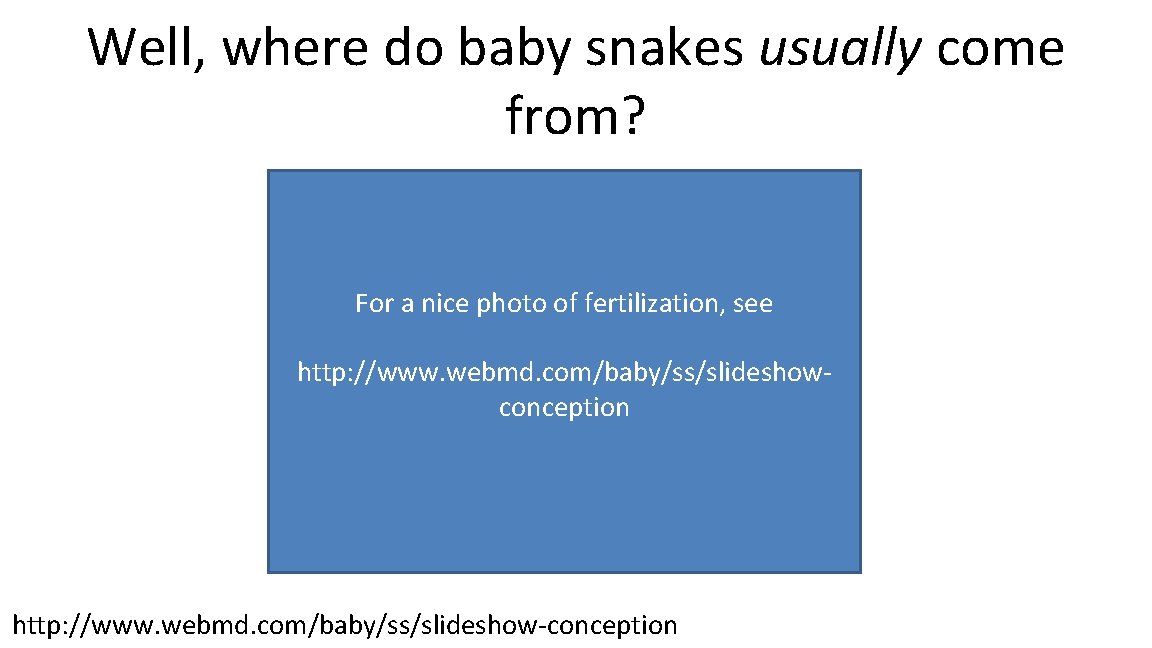 Well, where do baby snakes usually come from? For a nice photo of fertilization,
