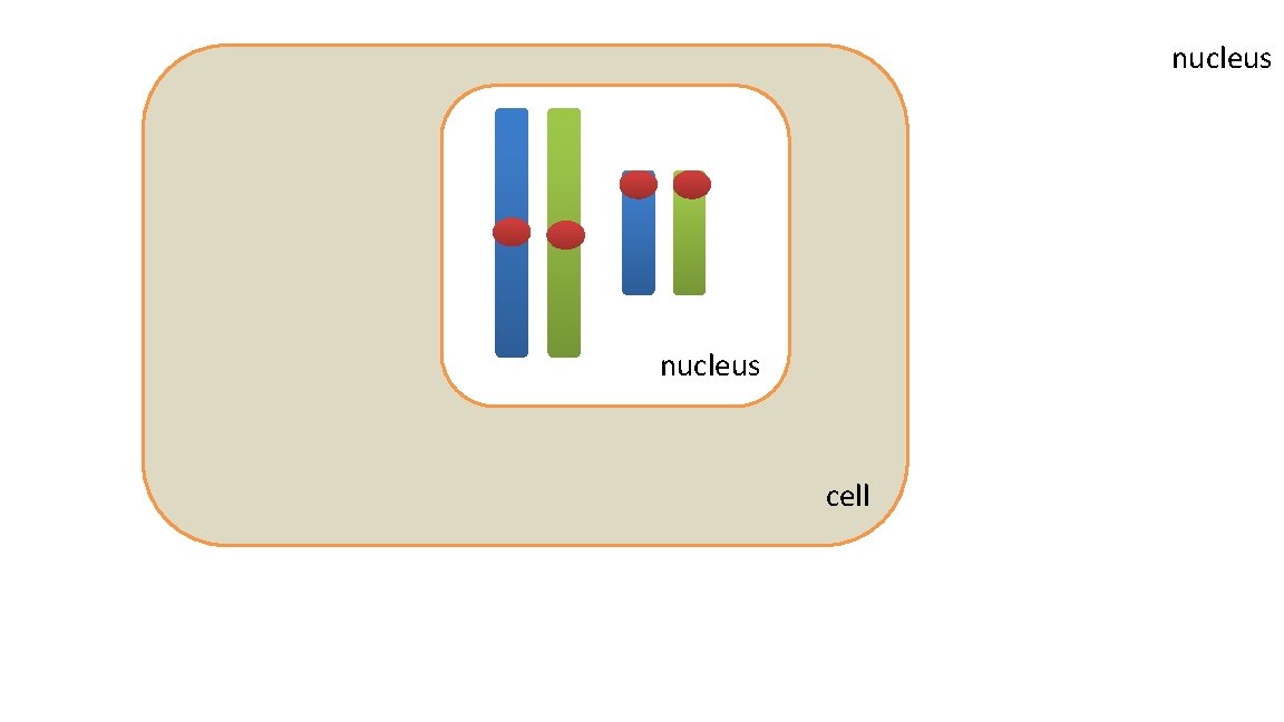 nucleus cell 