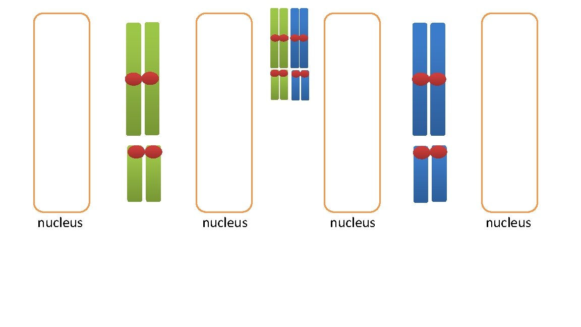 nucleus 
