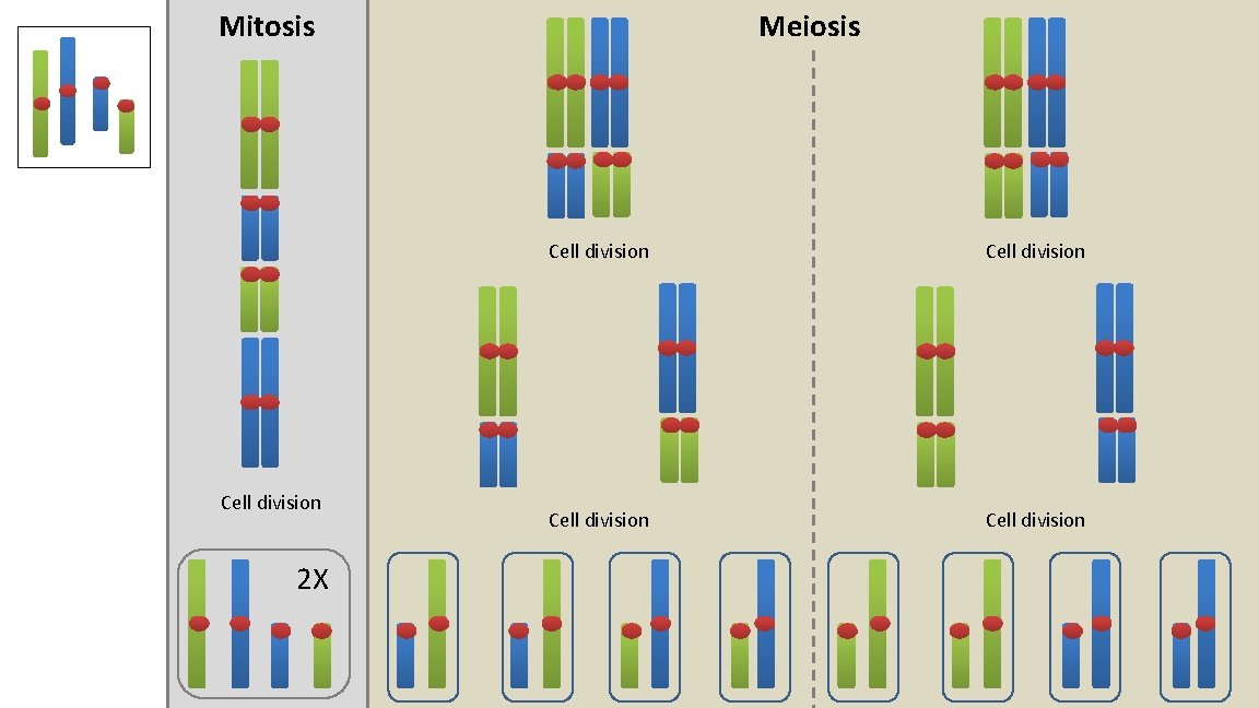 Mitosis Cell division 2 X Meiosis Cell division 