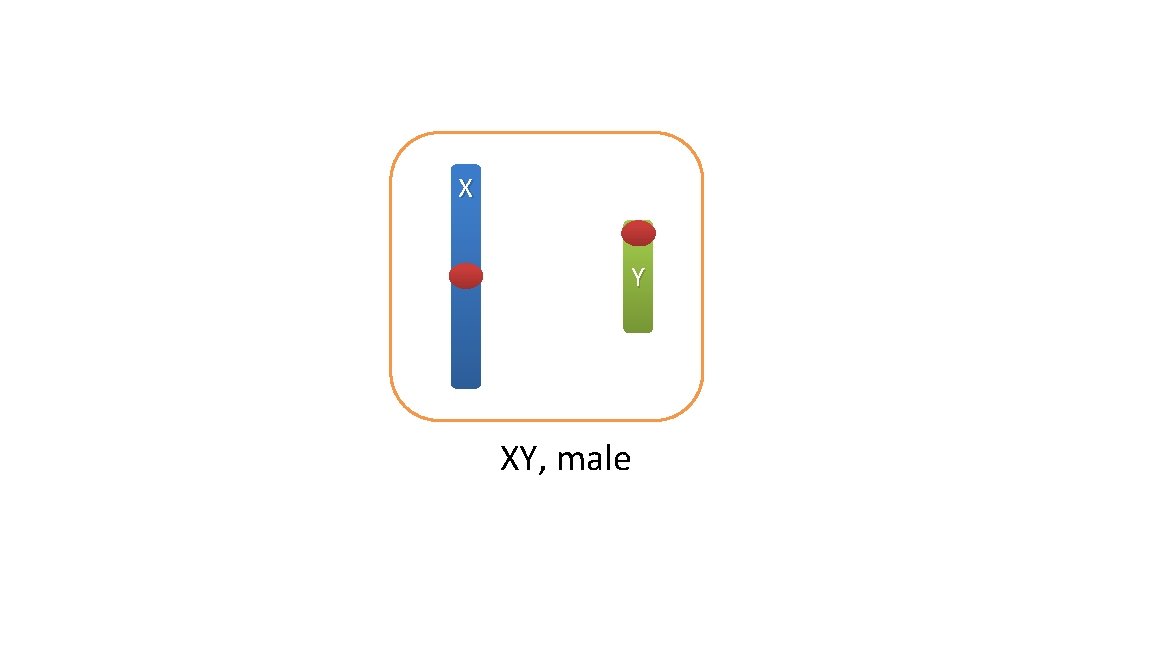 X Y XY, male 