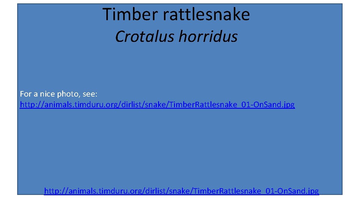 Timber rattlesnake Crotalus horridus For a nice photo, see: http: //animals. timduru. org/dirlist/snake/Timber. Rattlesnake_01