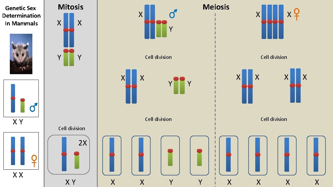 Genetic Sex Determination In Mammals Mitosis X X Y Y X X X Y
