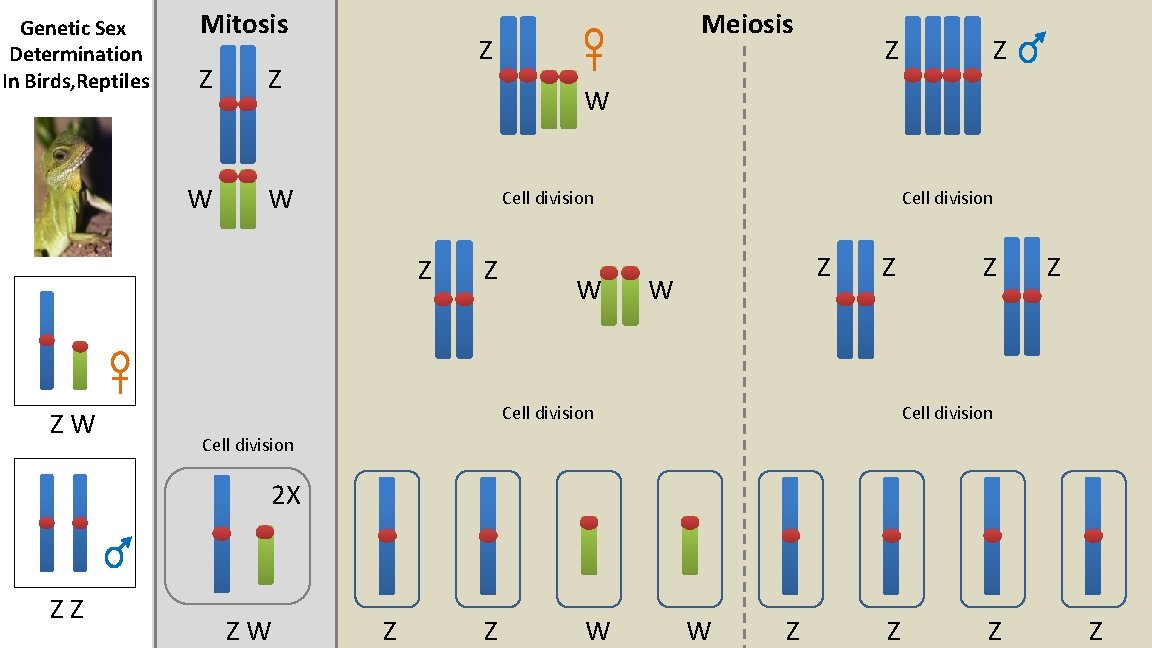 Genetic Sex Determination In Birds, Reptiles Mitosis Z Z W W Z Z Z