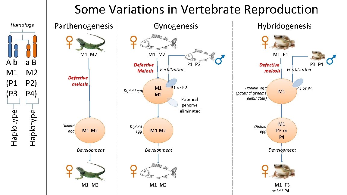Some Variations in Vertebrate Reproduction Ab M 1 (P 3 a. B M 2