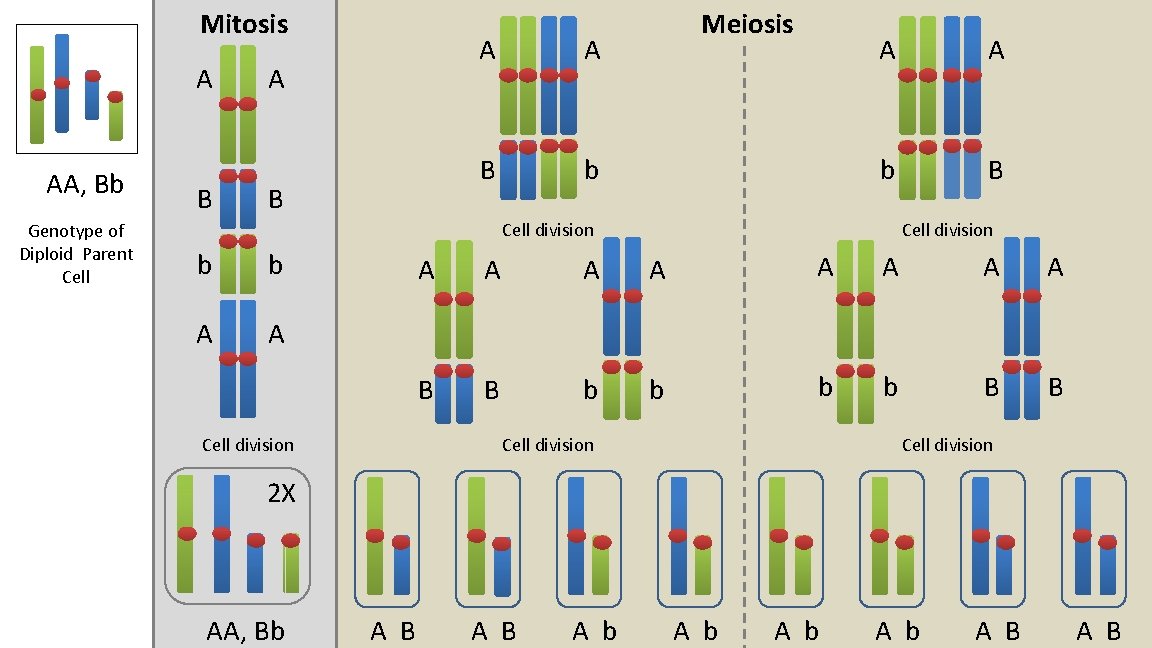 Mitosis A AA, Bb Genotype of Diploid Parent Cell B A A B b