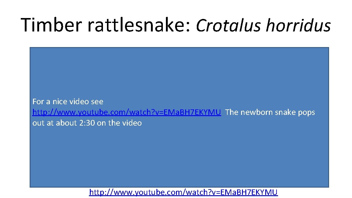 Timber rattlesnake: Crotalus horridus For a nice video see http: //www. youtube. com/watch? v=EMa.