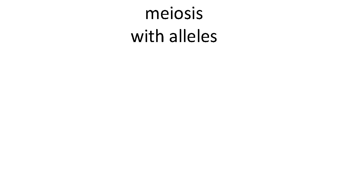 meiosis with alleles 