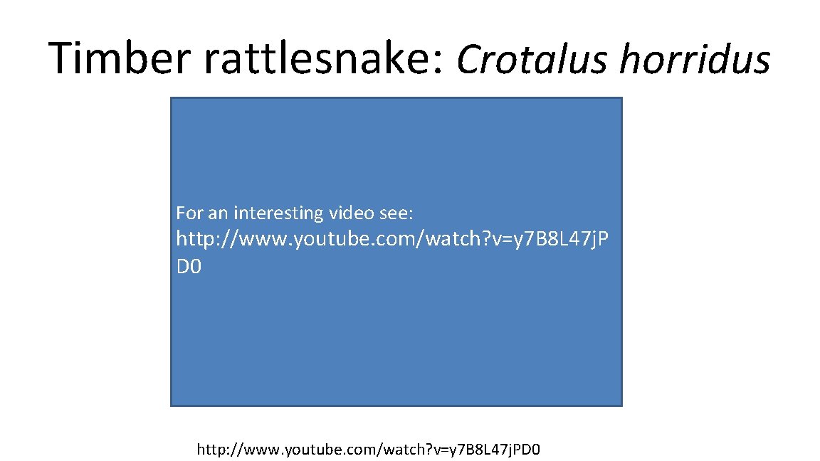 Timber rattlesnake: Crotalus horridus For an interesting video see: http: //www. youtube. com/watch? v=y
