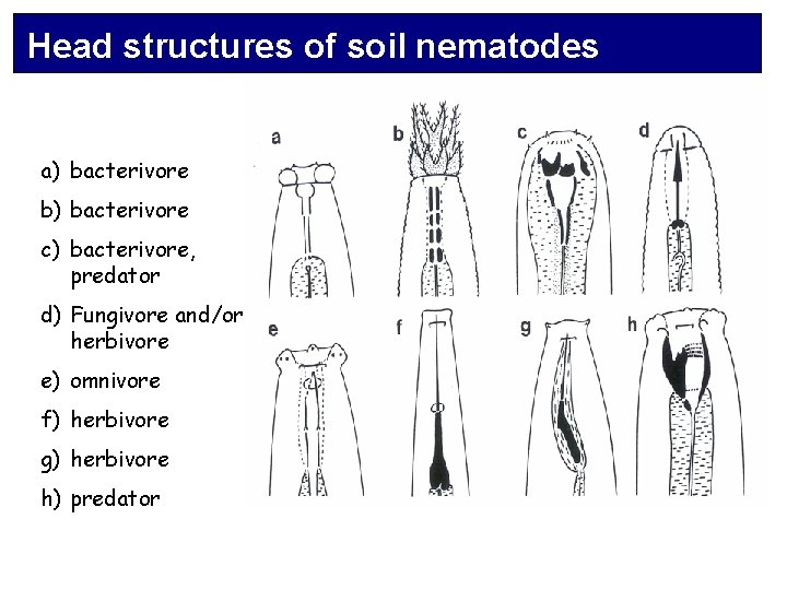 Head structures of soil nematodes a) bacterivore b) bacterivore c) bacterivore, predator d) Fungivore