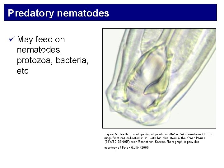 Predatory nematodes ü May feed on nematodes, protozoa, bacteria, etc Figure 5. Teeth of