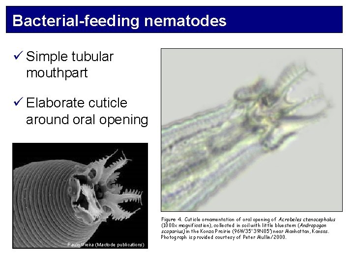 Bacterial-feeding nematodes ü Simple tubular mouthpart ü Elaborate cuticle around oral opening Figure 4.