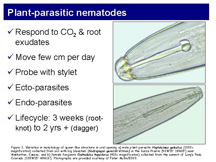 Plant-parasitic nematodes ü Respond to CO 2 & root exudates ü Move few cm