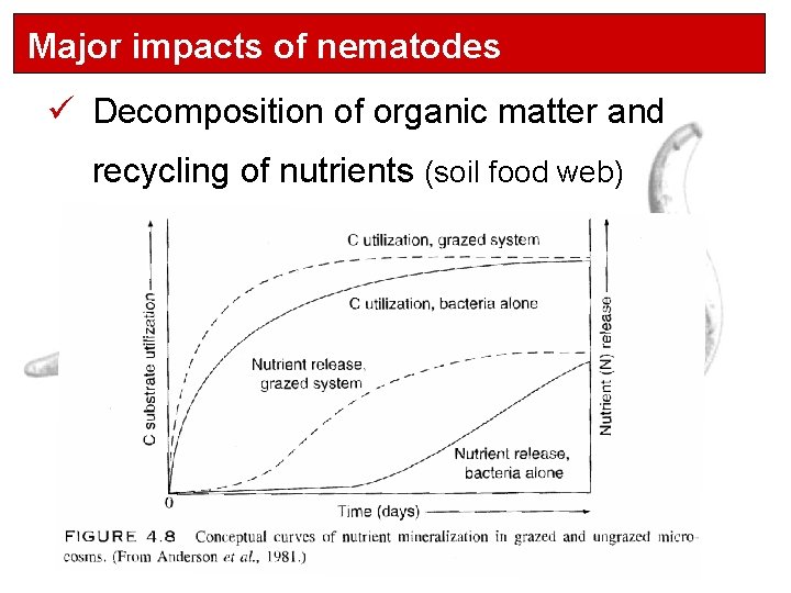 Major impacts of nematodes ü Decomposition of organic matter and recycling of nutrients (soil