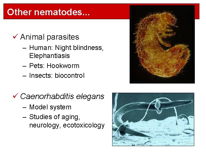 Other nematodes. . . ü Animal parasites – Human: Night blindness, Elephantiasis – Pets:
