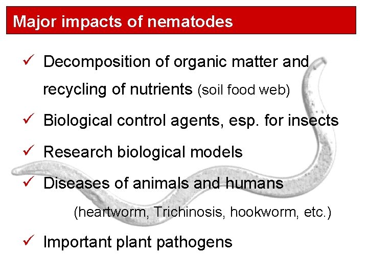 Major impacts of nematodes ü Decomposition of organic matter and recycling of nutrients (soil