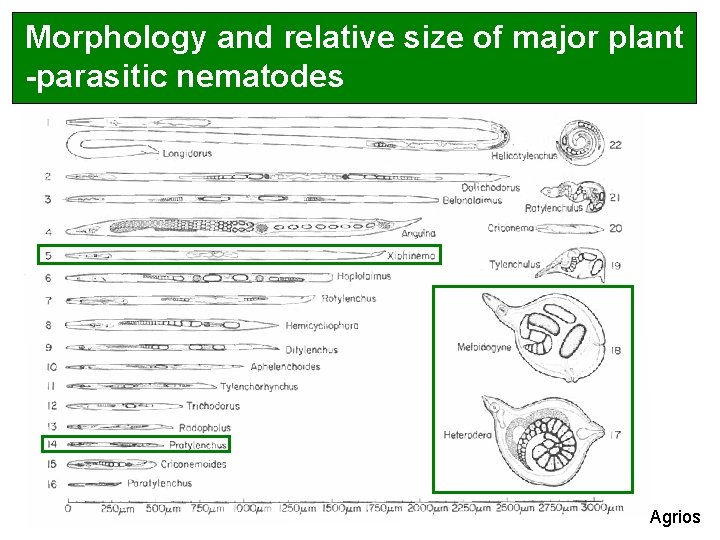 Morphology and relative size of major plant -parasitic nematodes Agrios 