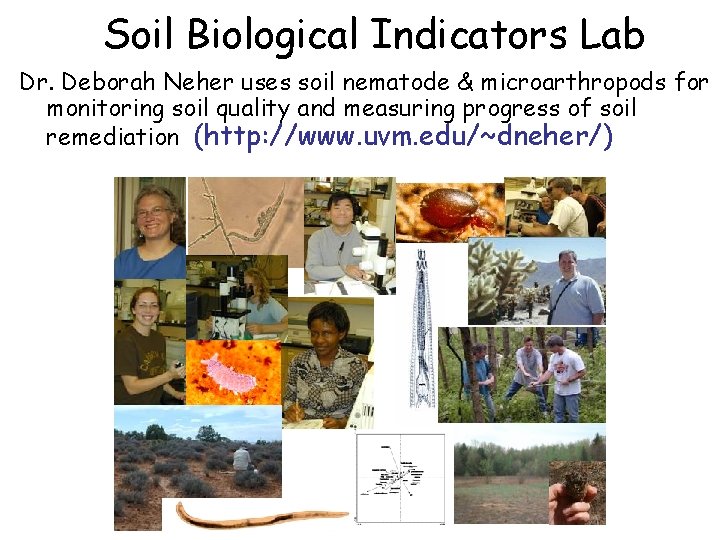 Soil Biological Indicators Lab Dr. Deborah Neher uses soil nematode & microarthropods for monitoring