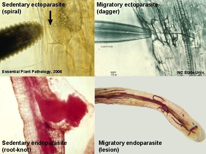 Sedentary ectoparasite (spiral) Migratory ectoparasite (dagger) Essential Plant Pathology, 2006 Sedentary endoparasite (root-knot) NC