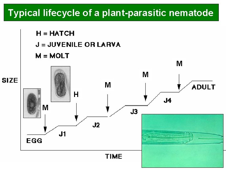 Typical lifecycle of a plant-parasitic nematode M M M H M 