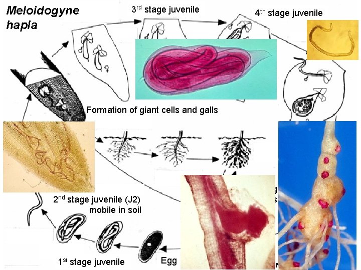 Meloidogyne hapla 3 rd stage juvenile 4 th stage juvenile Formation of giant cells