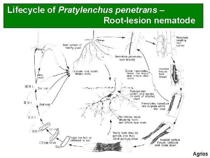 Lifecycle of Pratylenchus penetrans – Root-lesion nematode Agrios 