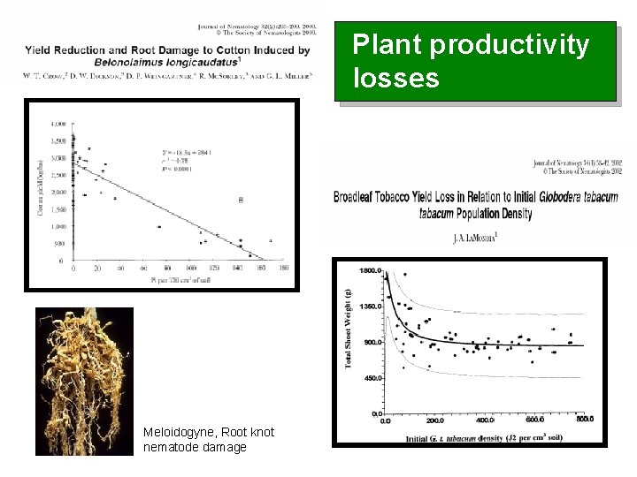 Plant productivity losses Meloidogyne, Root knot nematode damage 