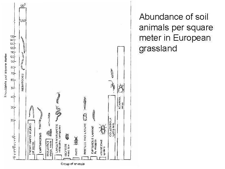 Abundance of soil animals per square meter in European grassland 