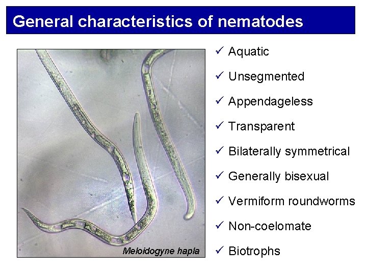 General characteristics of nematodes ü Aquatic ü Unsegmented ü Appendageless ü Transparent ü Bilaterally
