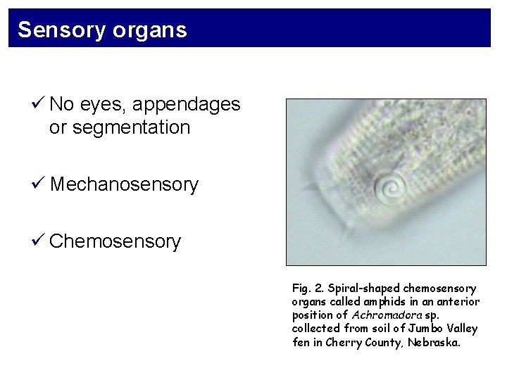 Sensory organs ü No eyes, appendages or segmentation ü Mechanosensory ü Chemosensory Fig. 2.