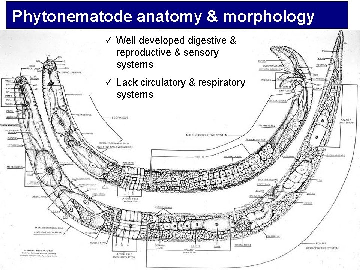 Phytonematode anatomy & morphology ü Well developed digestive & reproductive & sensory systems ü