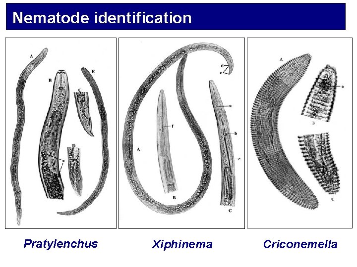 Nematode identification Pratylenchus Xiphinema Criconemella 