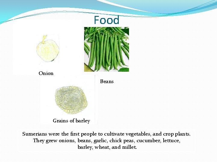 Food Onion Beans Grains of barley Sumerians were the first people to cultivate vegetables,