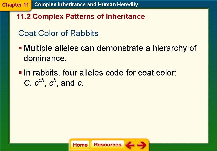 Chapter 11 Complex Inheritance and Human Heredity 11. 2 Complex Patterns of Inheritance Coat Chapter 11 Complex Inheritance and Human Heredity 11. 2 Complex Patterns of Inheritance Coat