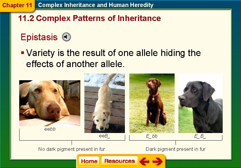 Chapter 11 Complex Inheritance and Human Heredity 11. 2 Complex Patterns of Inheritance Epistasis Chapter 11 Complex Inheritance and Human Heredity 11. 2 Complex Patterns of Inheritance Epistasis