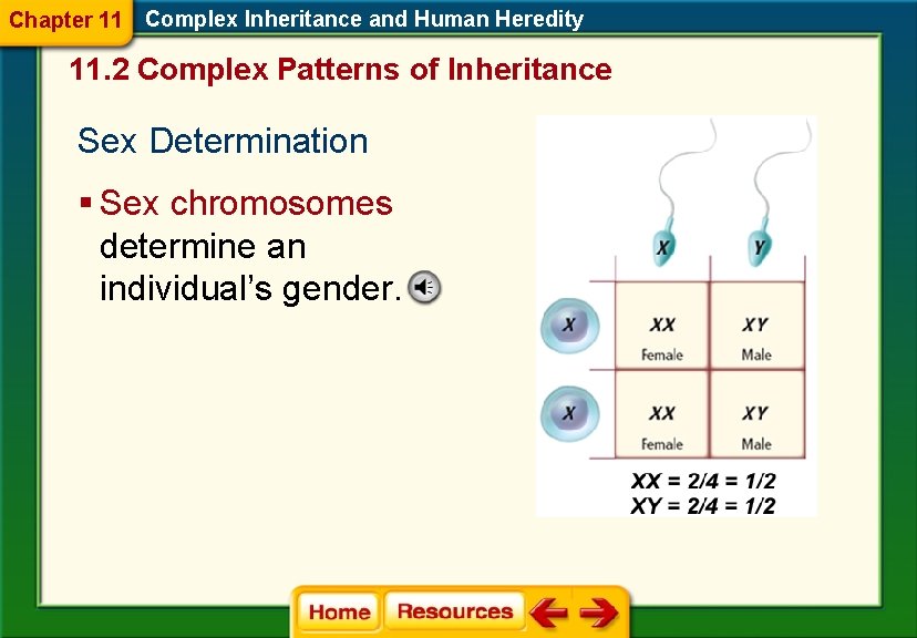 Chapter 11 Complex Inheritance and Human Heredity 11. 2 Complex Patterns of Inheritance Sex Chapter 11 Complex Inheritance and Human Heredity 11. 2 Complex Patterns of Inheritance Sex