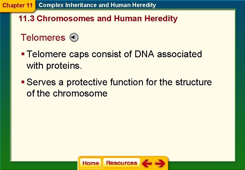 Chapter 11 Complex Inheritance and Human Heredity 11. 3 Chromosomes and Human Heredity Telomeres Chapter 11 Complex Inheritance and Human Heredity 11. 3 Chromosomes and Human Heredity Telomeres